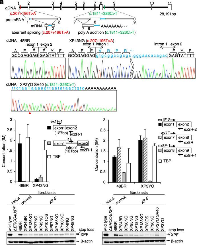 https://cdn.ncbi.nlm.nih.gov/pmc/blobs/5c55/10318981/ad1a98c4e5da/pnas.2217423120fig02.jpg
