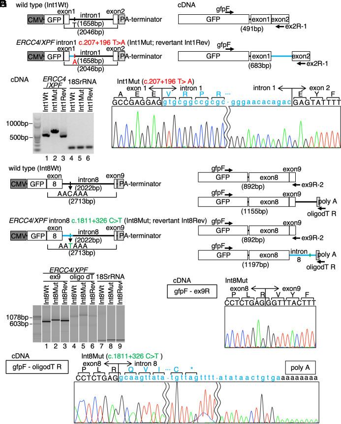 https://cdn.ncbi.nlm.nih.gov/pmc/blobs/5c55/10318981/b3b626807f3c/pnas.2217423120fig03.jpg