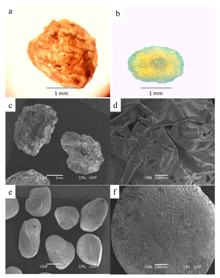 https://cdn.ncbi.nlm.nih.gov/pmc/blobs/5c55/9315928/06ee988e54ba/pharmaceutics-14-01366-g005.jpg