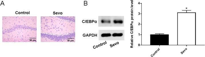 https://cdn.ncbi.nlm.nih.gov/pmc/blobs/5c56/10286799/e51c35abe7b8/peerj-11-15466-g001.jpg