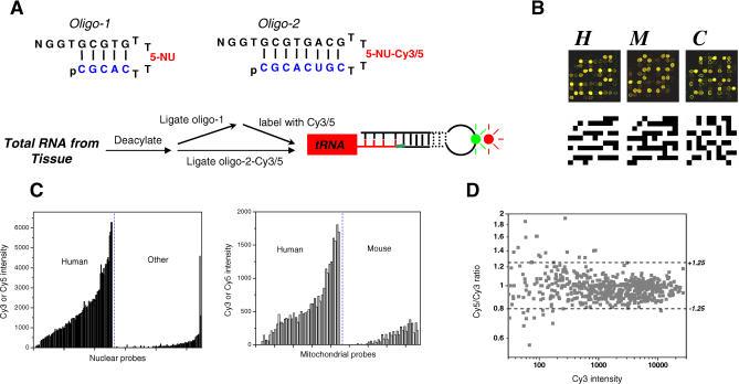 https://cdn.ncbi.nlm.nih.gov/pmc/blobs/5c57/1756912/39afe07aa2e7/pgen.0020221.g001.jpg