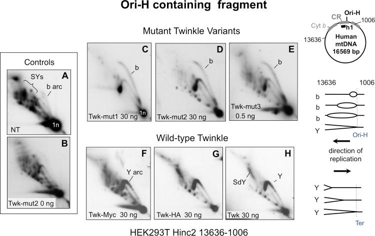 https://cdn.ncbi.nlm.nih.gov/pmc/blobs/5c5a/6237803/f169838d5410/gky852fig2.jpg