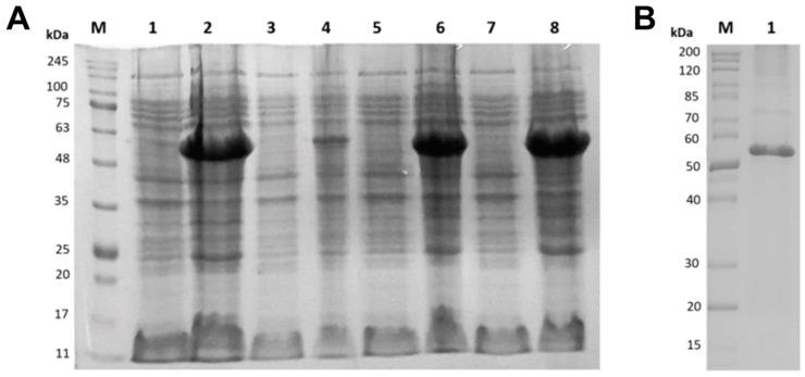 https://cdn.ncbi.nlm.nih.gov/pmc/blobs/5c5d/12388735/e82662cb8531/microorganisms-13-01757-g003.jpg