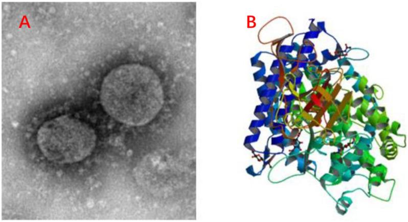 https://cdn.ncbi.nlm.nih.gov/pmc/blobs/5c5d/7596191/37c4bea982bd/fmicb-11-582779-g004.jpg
