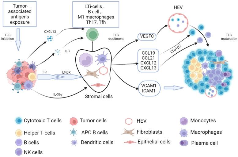 https://cdn.ncbi.nlm.nih.gov/pmc/blobs/5c5d/9856964/aca0454132b0/cancers-15-00367-g001.jpg