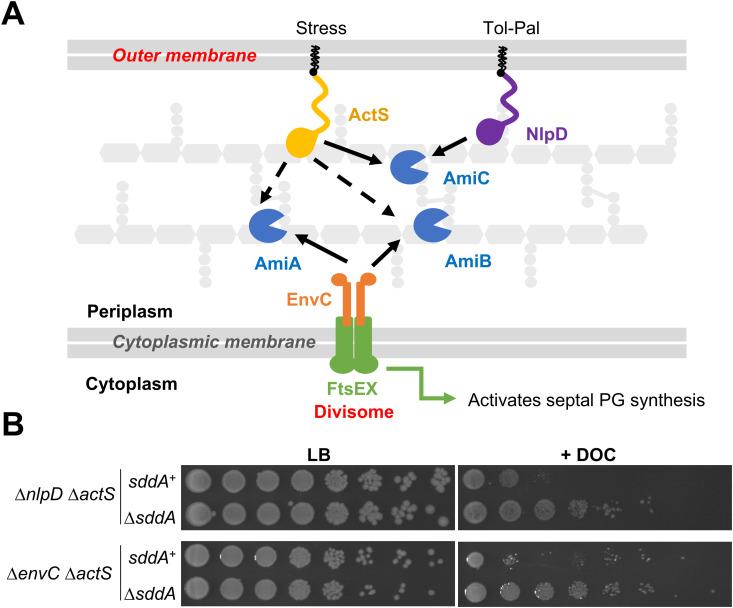 https://cdn.ncbi.nlm.nih.gov/pmc/blobs/5c62/12440217/ac2266a358a2/pgen.1011626.g003.jpg