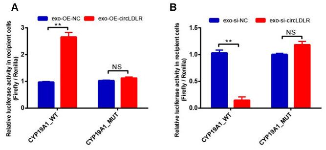 https://cdn.ncbi.nlm.nih.gov/pmc/blobs/5c63/7467373/0f939b032a64/aging-12-103602-g010.jpg