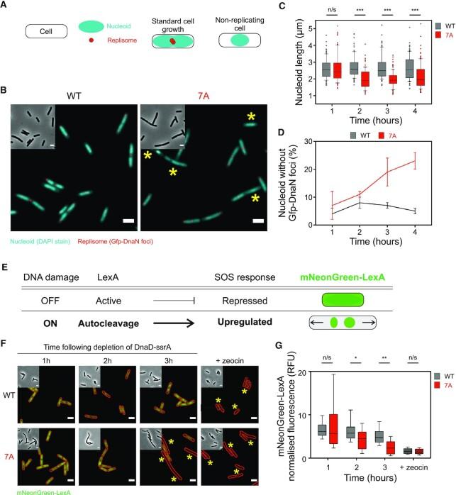 https://cdn.ncbi.nlm.nih.gov/pmc/blobs/5c64/10201434/d551f6ddcf02/gkad277fig2.jpg