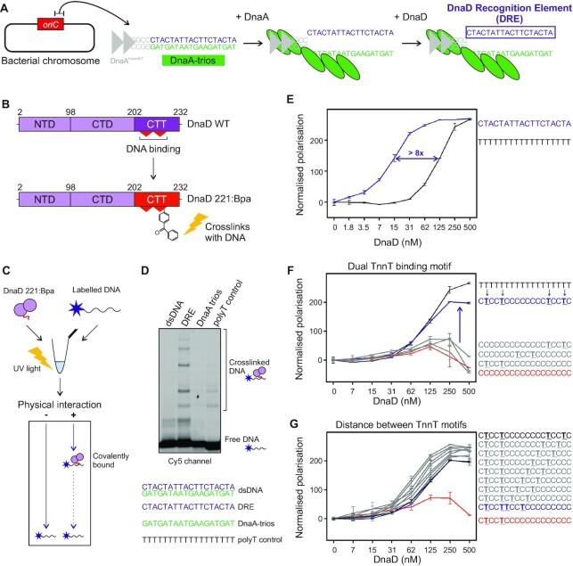 https://cdn.ncbi.nlm.nih.gov/pmc/blobs/5c64/10201434/fdc9dc582a26/gkad277fig4.jpg