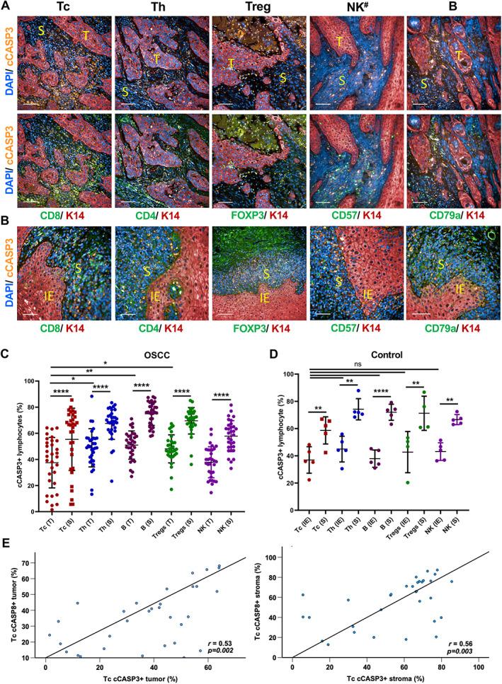 https://cdn.ncbi.nlm.nih.gov/pmc/blobs/5c64/10772935/96ed35e86bca/PATH-261-43-g004.jpg