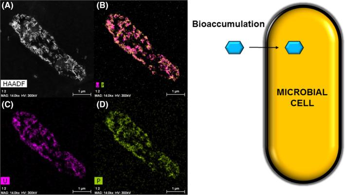 https://cdn.ncbi.nlm.nih.gov/pmc/blobs/5c64/8085914/74ef749d3683/MBT2-14-810-g005.jpg
