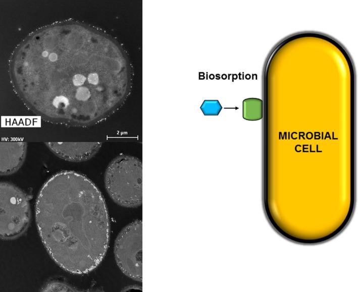 https://cdn.ncbi.nlm.nih.gov/pmc/blobs/5c64/8085914/ef1f197dc077/MBT2-14-810-g002.jpg