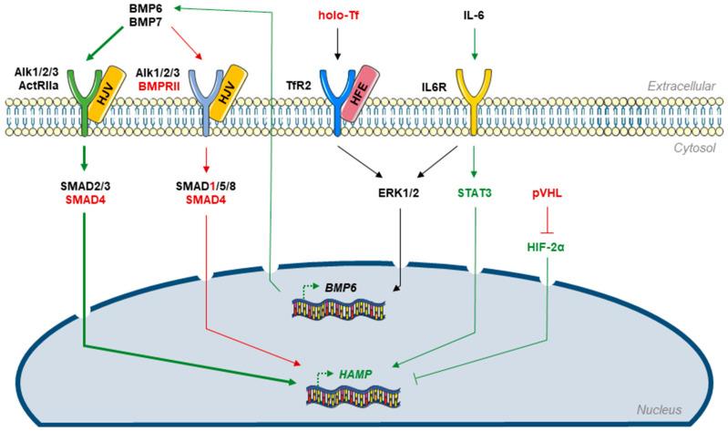 https://cdn.ncbi.nlm.nih.gov/pmc/blobs/5c67/7926484/29212f9d8505/cells-10-00477-g003.jpg