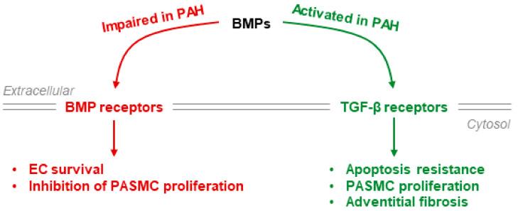 https://cdn.ncbi.nlm.nih.gov/pmc/blobs/5c67/7926484/842b40a085b6/cells-10-00477-g004.jpg