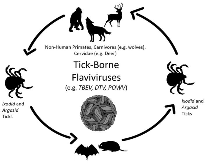 https://cdn.ncbi.nlm.nih.gov/pmc/blobs/5c69/8541186/512c548c4cef/viruses-13-02099-g001.jpg