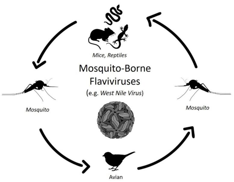 https://cdn.ncbi.nlm.nih.gov/pmc/blobs/5c69/8541186/c1d91d1ca533/viruses-13-02099-g002.jpg