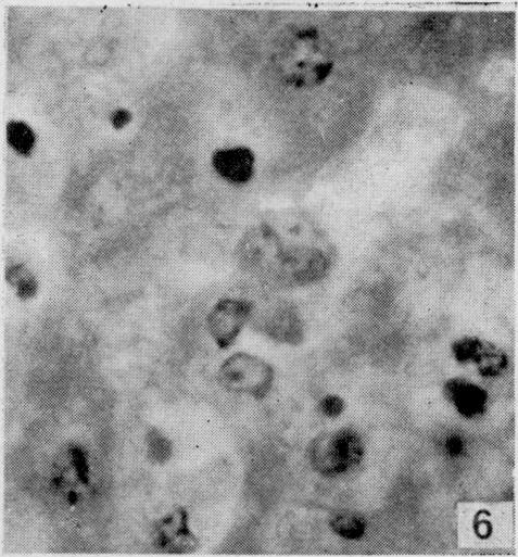 https://cdn.ncbi.nlm.nih.gov/pmc/blobs/5c6b/2601191/013360c4a632/yjbm00513-0049-f.jpg