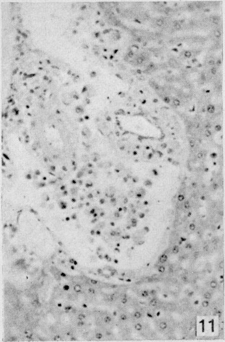 https://cdn.ncbi.nlm.nih.gov/pmc/blobs/5c6b/2601191/5c2286e4613a/yjbm00513-0050-c.jpg