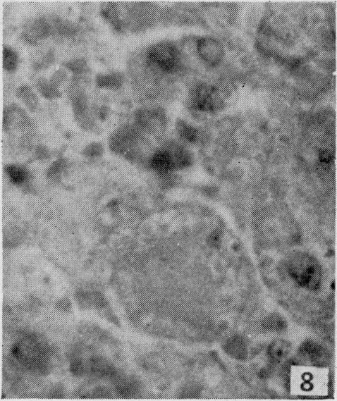https://cdn.ncbi.nlm.nih.gov/pmc/blobs/5c6b/2601191/a432acca3406/yjbm00513-0049-h.jpg