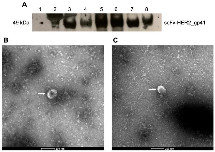 https://cdn.ncbi.nlm.nih.gov/pmc/blobs/5c6e/9688031/d35806321efe/bioengineering-09-00713-g004.jpg