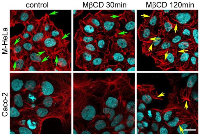 https://cdn.ncbi.nlm.nih.gov/pmc/blobs/5c6f/10361209/90ad892960e2/ijms-24-09029-g002.jpg