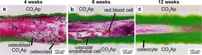 https://cdn.ncbi.nlm.nih.gov/pmc/blobs/5c73/9805415/8c3be919e830/10856_2022_6710_Fig8_HTML.jpg