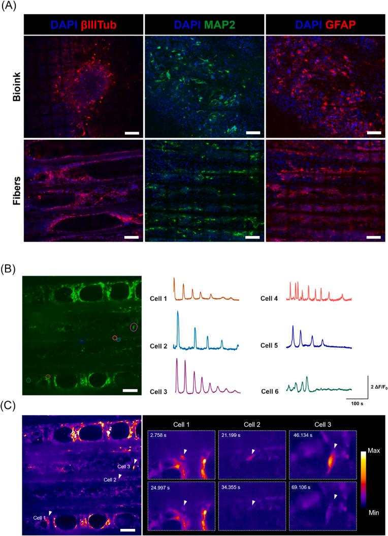 https://cdn.ncbi.nlm.nih.gov/pmc/blobs/5c76/12303067/8569169dbfcc/gr6.jpg