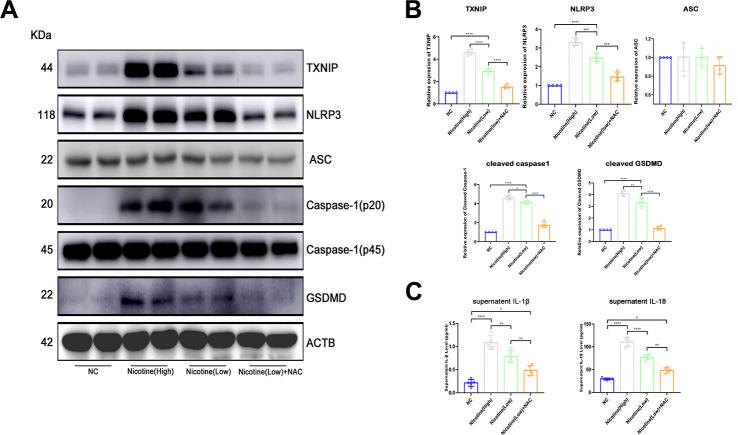 https://cdn.ncbi.nlm.nih.gov/pmc/blobs/5c78/7993665/6ec2ccdcc780/aging-13-202660-g004.jpg