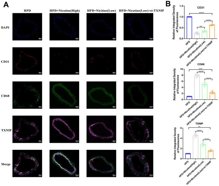 https://cdn.ncbi.nlm.nih.gov/pmc/blobs/5c78/7993665/b773997c0fc8/aging-13-202660-g006.jpg