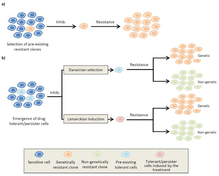 https://cdn.ncbi.nlm.nih.gov/pmc/blobs/5c7a/7761971/dd93cc784b88/cells-09-02601-g001.jpg