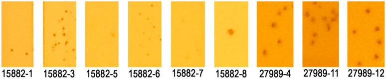https://cdn.ncbi.nlm.nih.gov/pmc/blobs/5c7b/12347782/42e79b7ba871/ijms-26-07597-g001.jpg