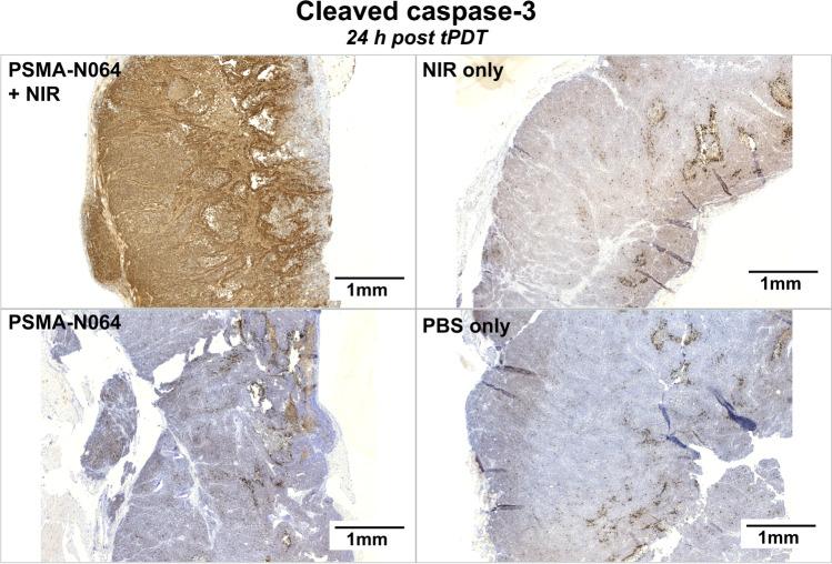https://cdn.ncbi.nlm.nih.gov/pmc/blobs/5c7c/10317872/62c9231c5514/259_2023_6224_Fig4_HTML.jpg