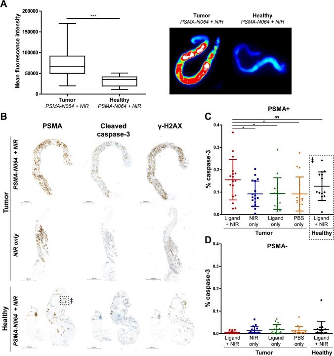 https://cdn.ncbi.nlm.nih.gov/pmc/blobs/5c7c/10317872/ef65e1e9ded4/259_2023_6224_Fig5_HTML.jpg