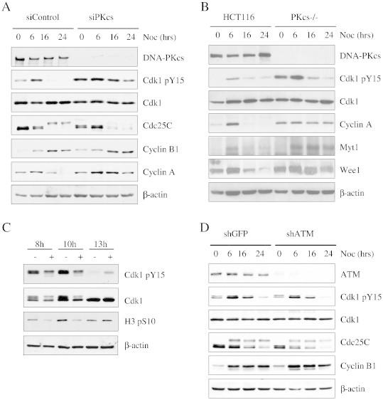 https://cdn.ncbi.nlm.nih.gov/pmc/blobs/5c7d/4415140/7c65eecafc8c/gr2.jpg