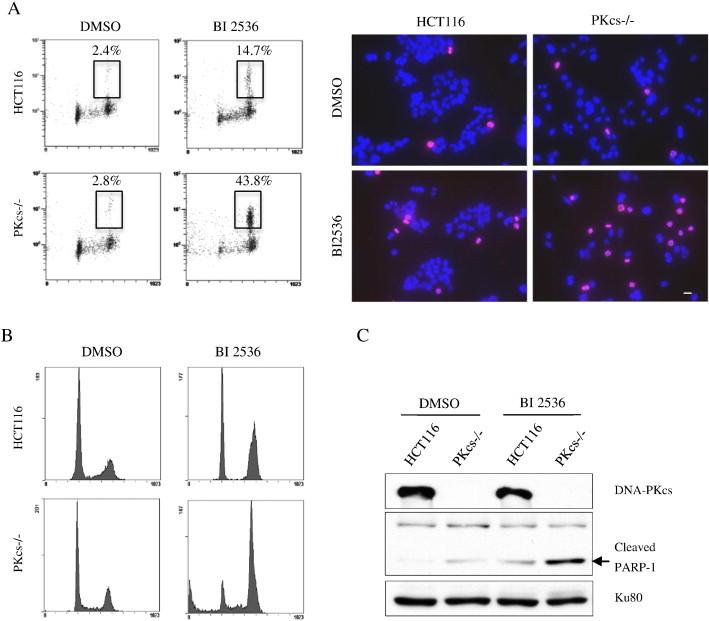 https://cdn.ncbi.nlm.nih.gov/pmc/blobs/5c7d/4415140/c2bc284118cd/gr5.jpg