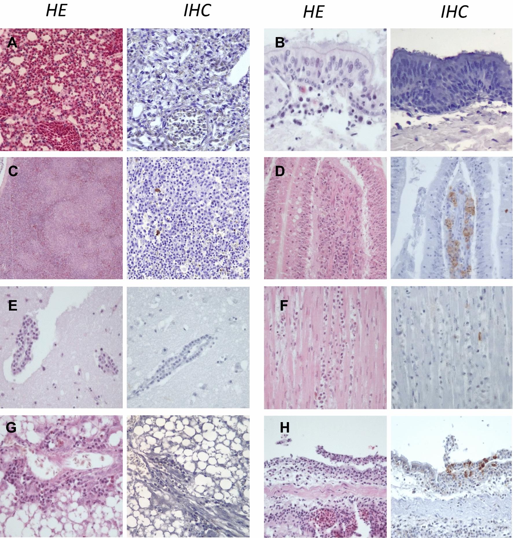 https://cdn.ncbi.nlm.nih.gov/pmc/blobs/5c7d/8842868/c29d054d5362/13567_2022_1028_Fig5_HTML.jpg