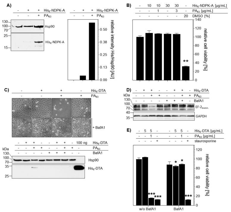 https://cdn.ncbi.nlm.nih.gov/pmc/blobs/5c86/7246847/ddfa775bb1e9/ijms-21-03295-g006.jpg
