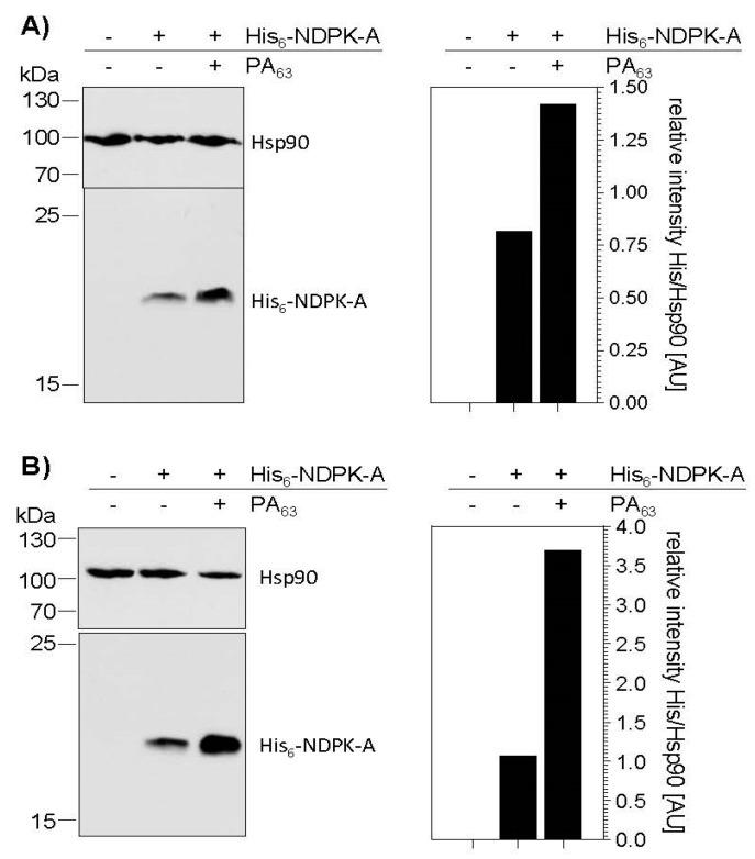 https://cdn.ncbi.nlm.nih.gov/pmc/blobs/5c86/7246847/e84bba2de6b7/ijms-21-03295-g003.jpg