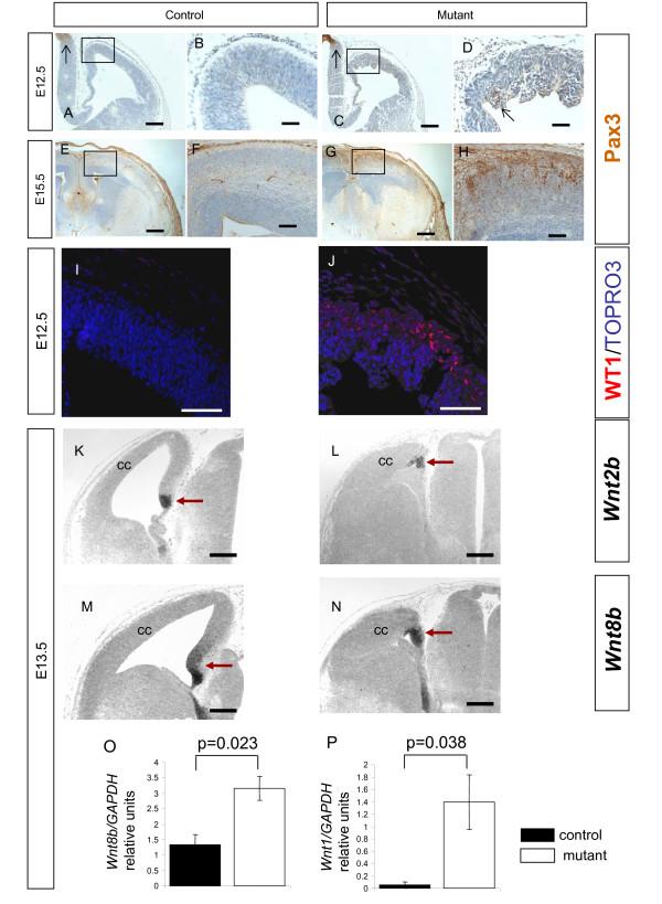 https://cdn.ncbi.nlm.nih.gov/pmc/blobs/5c87/2649069/832088c39357/1749-8104-4-3-11.jpg