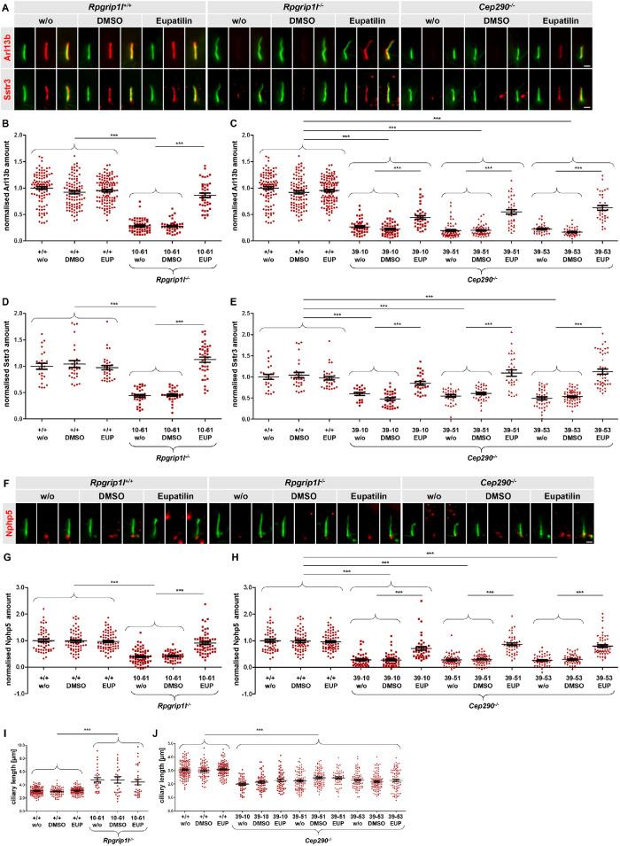 https://cdn.ncbi.nlm.nih.gov/pmc/blobs/5c87/8108517/c1552b966c98/mbc-32-675-g004.jpg