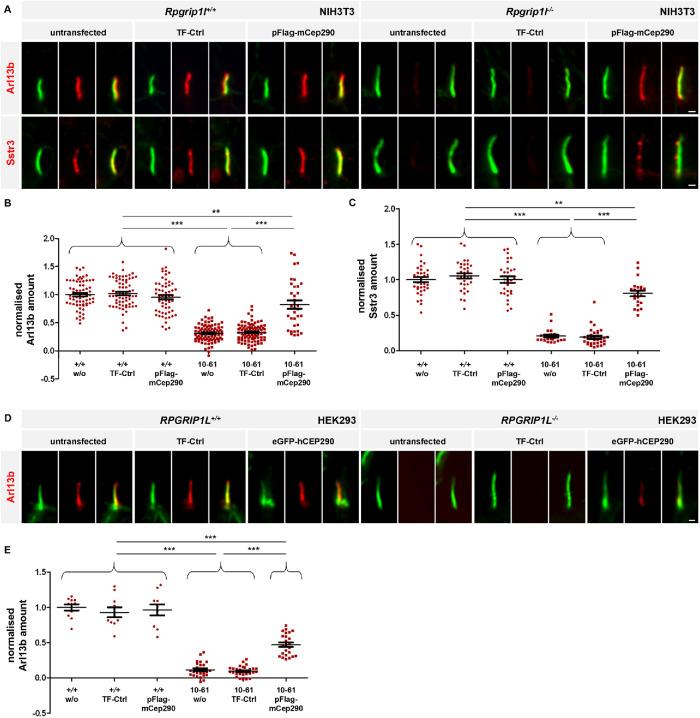 https://cdn.ncbi.nlm.nih.gov/pmc/blobs/5c87/8108517/f34db1241e1f/mbc-32-675-g003.jpg