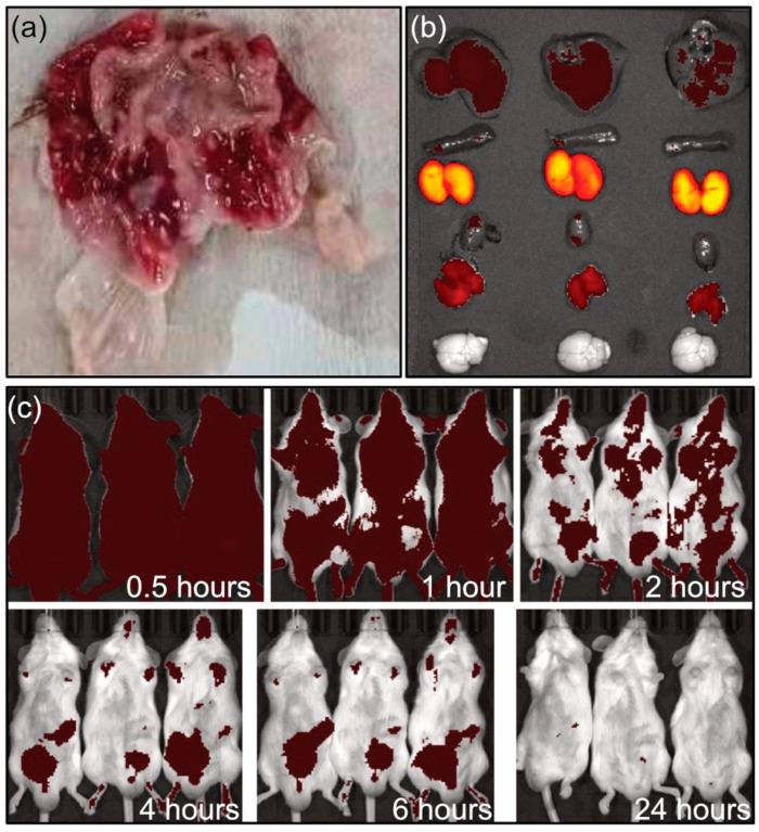 https://cdn.ncbi.nlm.nih.gov/pmc/blobs/5c8b/11769286/fbceb07b1f29/pharmaceutics-17-00076-g005.jpg
