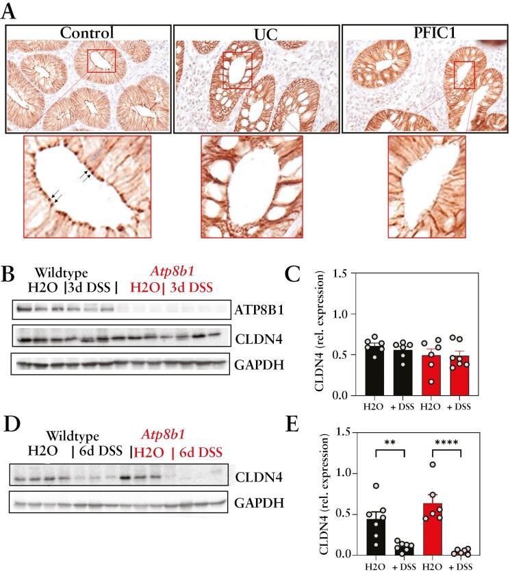 https://cdn.ncbi.nlm.nih.gov/pmc/blobs/5c8c/11302967/c2f393a87bc3/jjae024_fig7.jpg