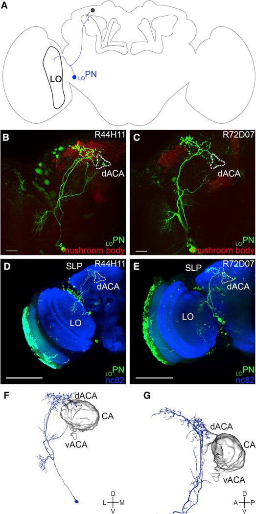 https://cdn.ncbi.nlm.nih.gov/pmc/blobs/5c90/8252886/4677ebef364d/nihms-1629506-f0005.jpg