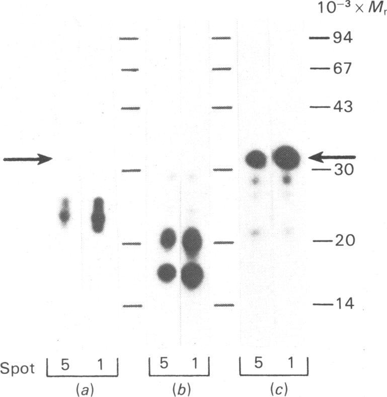 https://cdn.ncbi.nlm.nih.gov/pmc/blobs/5c94/1144509/234a6051ffe3/biochemj00313-0069-a.jpg