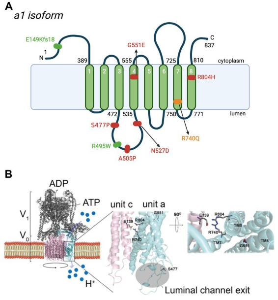 https://cdn.ncbi.nlm.nih.gov/pmc/blobs/5c9a/10352029/3aad905a04b4/fnmol-16-1135015-g003.jpg