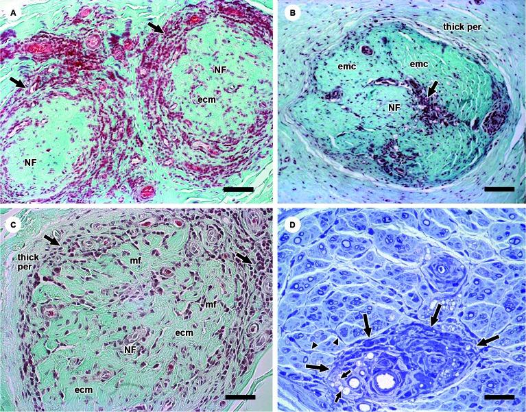 https://cdn.ncbi.nlm.nih.gov/pmc/blobs/5c9a/6684007/2b146bdd2af0/1678-8060-mioc-114-e190056-gf2.jpg