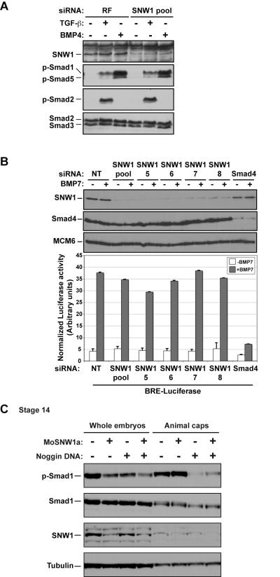 https://cdn.ncbi.nlm.nih.gov/pmc/blobs/5c9b/3039673/46fac6977eb4/pbio.1000593.g007.jpg