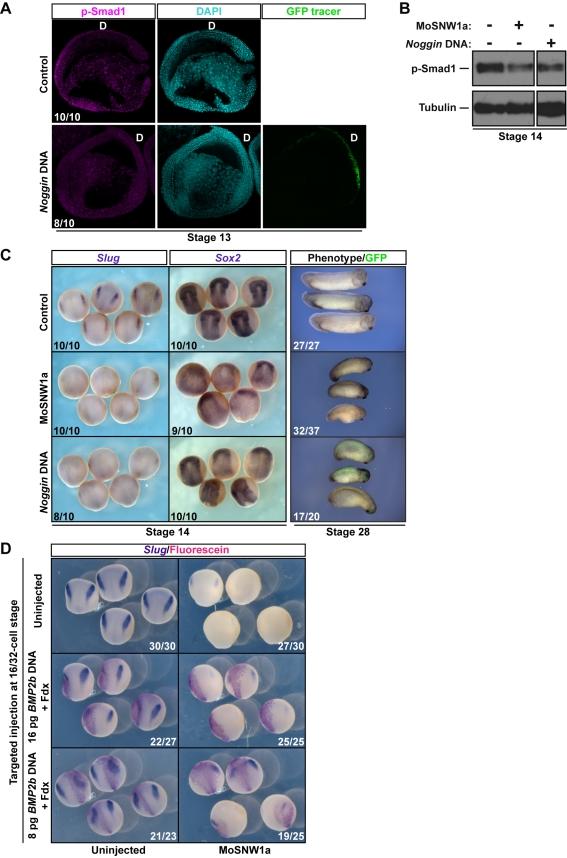 https://cdn.ncbi.nlm.nih.gov/pmc/blobs/5c9b/3039673/5877c38db72b/pbio.1000593.g008.jpg