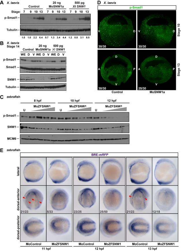 https://cdn.ncbi.nlm.nih.gov/pmc/blobs/5c9b/3039673/5f537c9946b8/pbio.1000593.g005.jpg